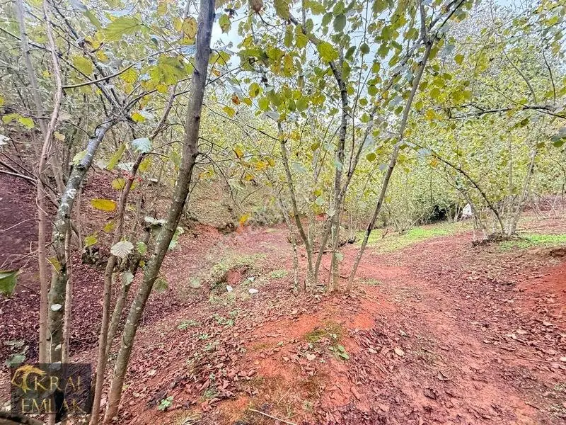 Deredibi Köyünde Satılık 9.000 M2 Bakımlı Fındık Bahçesi — fotoğraf 16