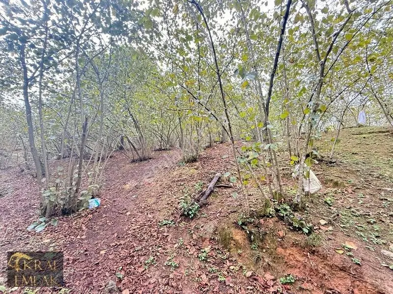 Deredibi Köyünde Satılık 9.000 M2 Bakımlı Fındık Bahçesi — fotoğraf 17