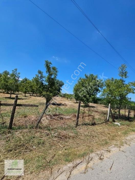 Solaklarda Satılık Asfalt Kenarı Elektrik Ve Suyu Olan Ceviz Bah — fotoğraf 22