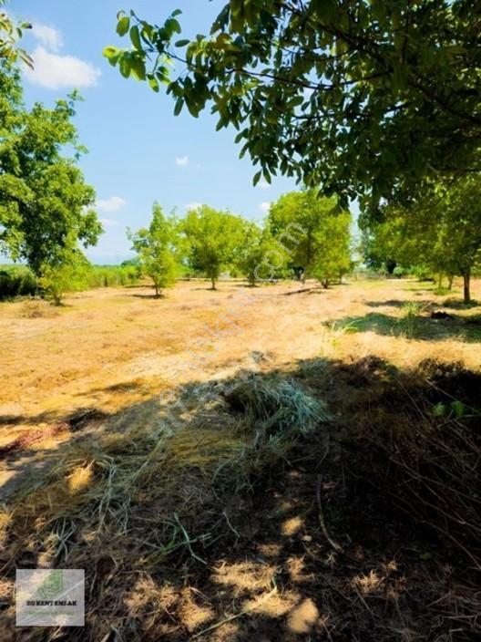 Solaklarda Satılık Asfalt Kenarı Elektrik Ve Suyu Olan Ceviz Bah — fotoğraf 25