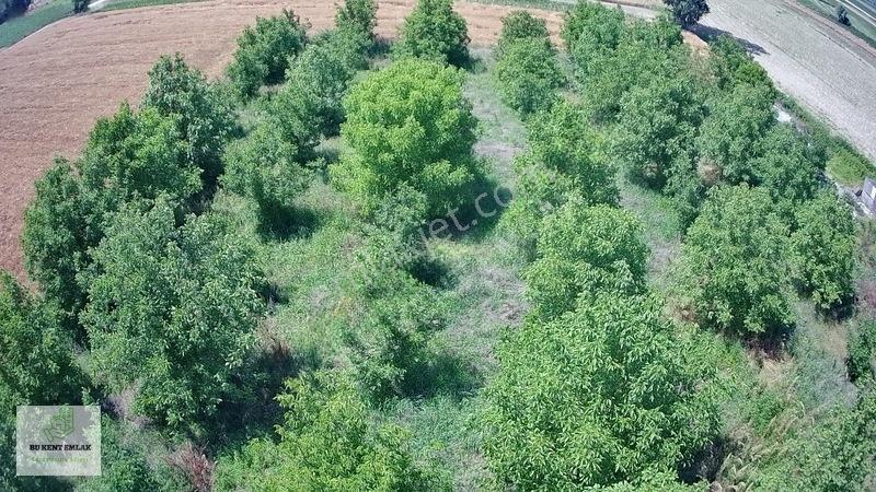 Solaklarda Satılık Asfalt Kenarı Elektrik Ve Suyu Olan Cevizlik — fotoğraf 6