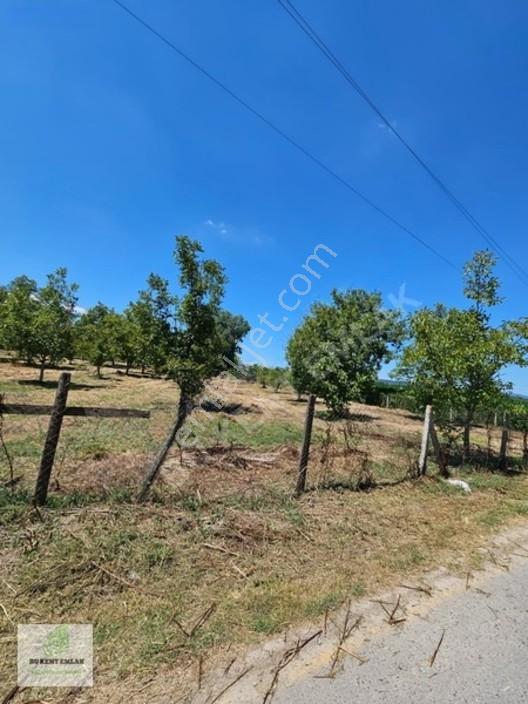 Solaklarda Satılık Asfalt Kenarı Elektrik Ve Suyu Olan Cevizlik — fotoğraf 22