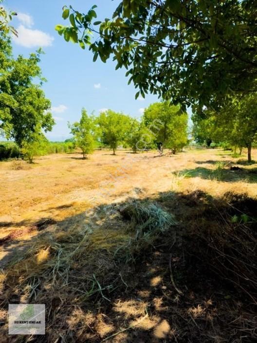 Solaklarda Satılık Asfalt Kenarı Elektrik Ve Suyu Olan Cevizlik — fotoğraf 25