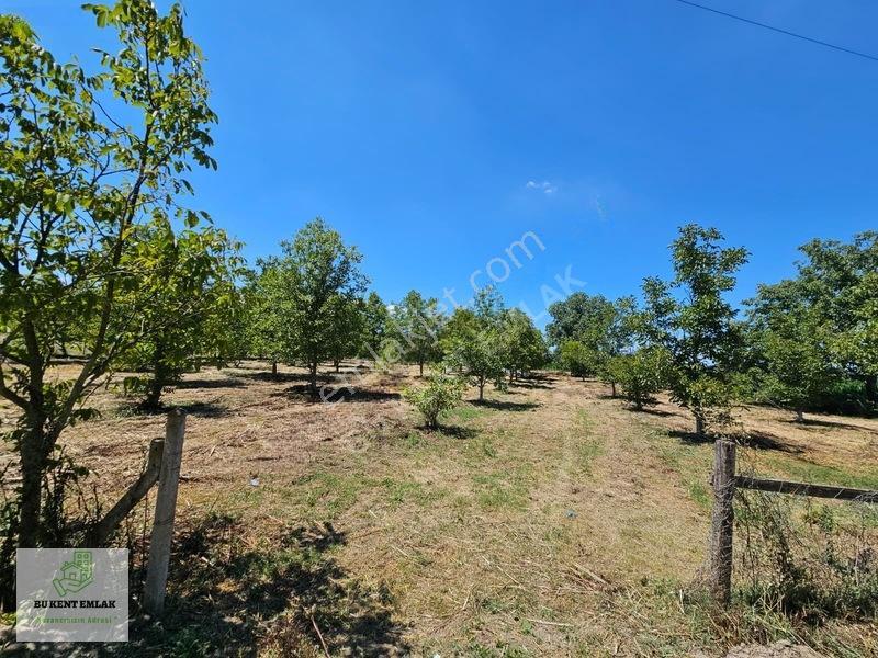 Solaklarda Satılık Asfalt Kenarı Elektrik Ve Suyu Olan Cevizlik — fotoğraf 32