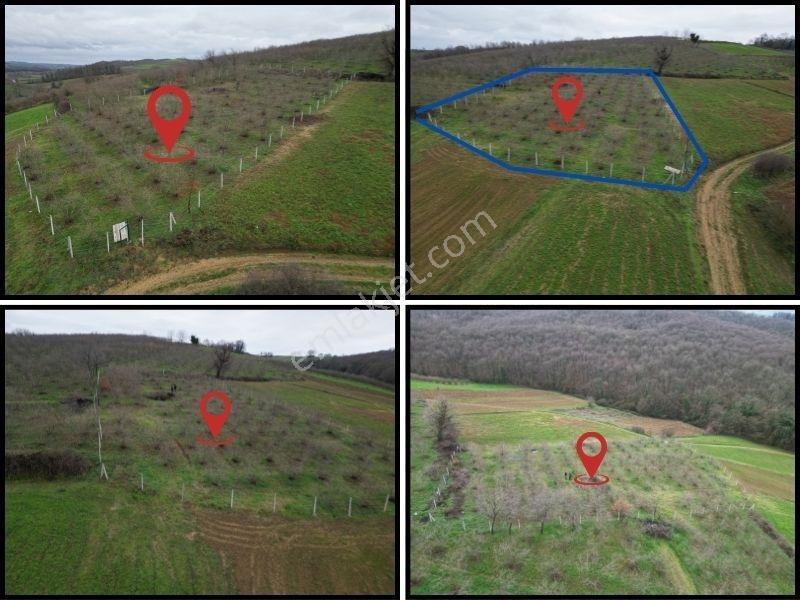 Hocaoğlunda Bakımlı Etrafı Çevrili Satılık 2400 M² Tarla — fotoğraf 4