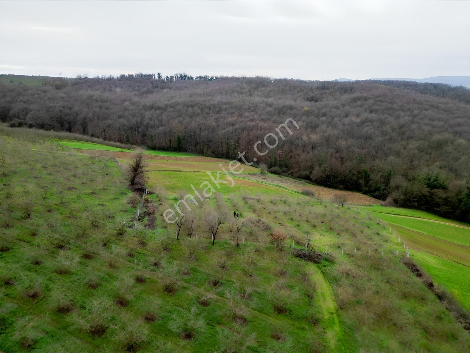 Hocaoğlunda Bakımlı Etrafı Çevrili Satılık 2400 M² Tarla — fotoğraf 8