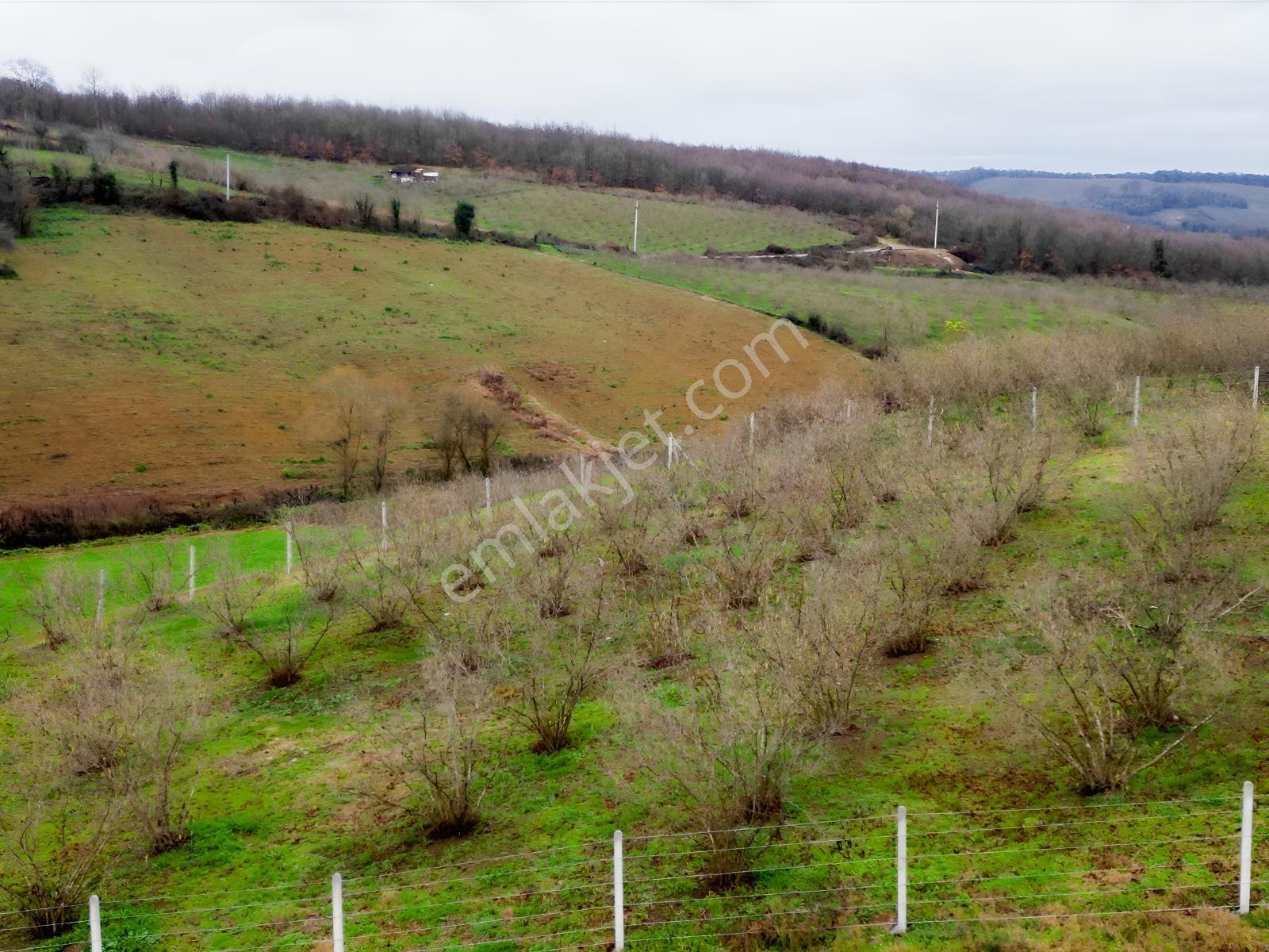 Hocaoğlunda Bakımlı Etrafı Çevrili Satılık 2400 M² Tarla — fotoğraf 9