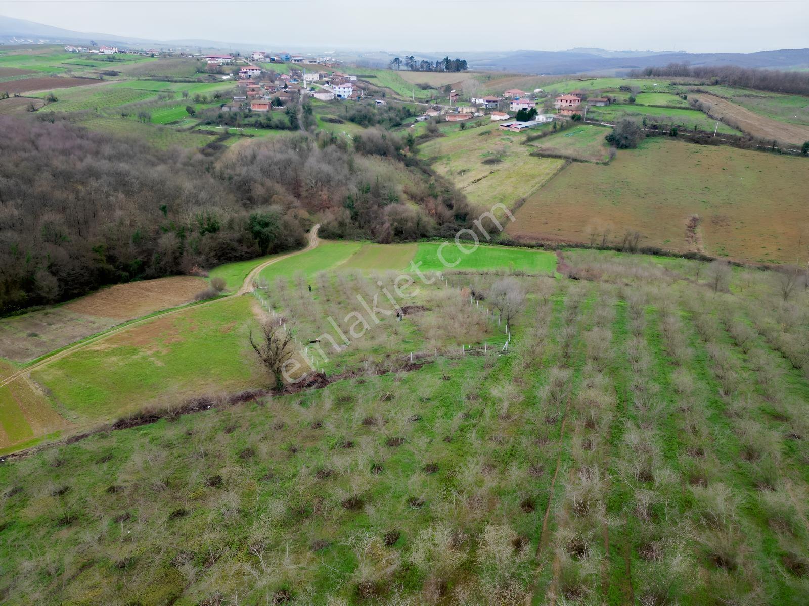 Hocaoğlunda Bakımlı Etrafı Çevrili Satılık 2400 M² Tarla — fotoğraf 11