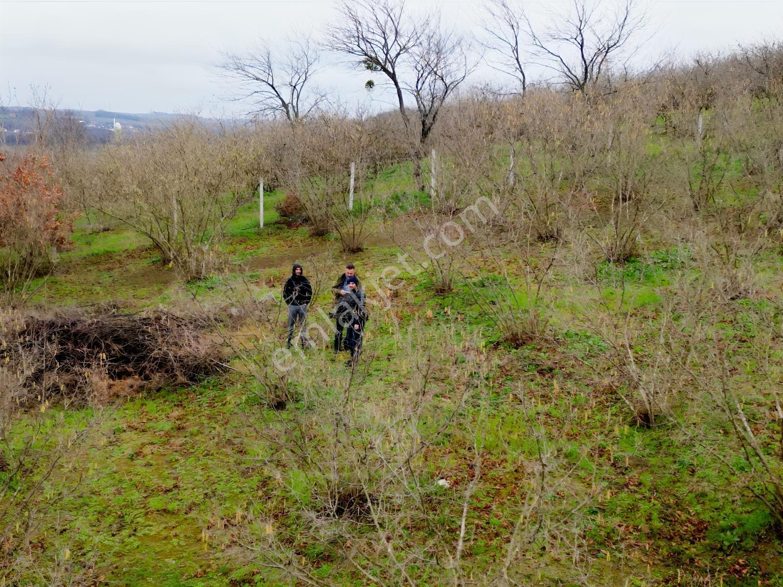Hocaoğlunda Bakımlı Etrafı Çevrili Satılık 2400 M² Tarla — fotoğraf 14