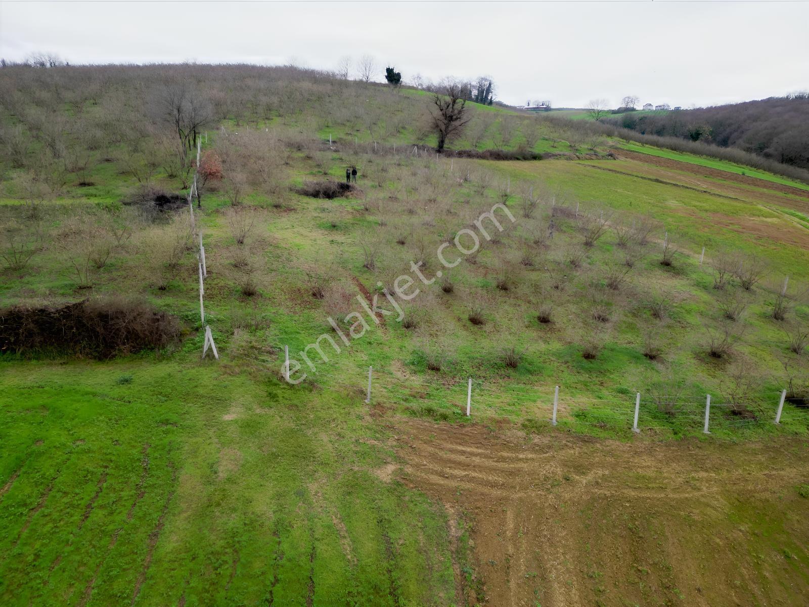 Hocaoğlunda Bakımlı Etrafı Çevrili Satılık 2400 M² Tarla — fotoğraf 16