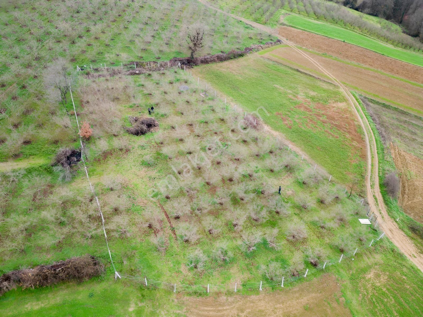 Hocaoğlunda Bakımlı Etrafı Çevrili Satılık 2400 M² Tarla — fotoğraf 17