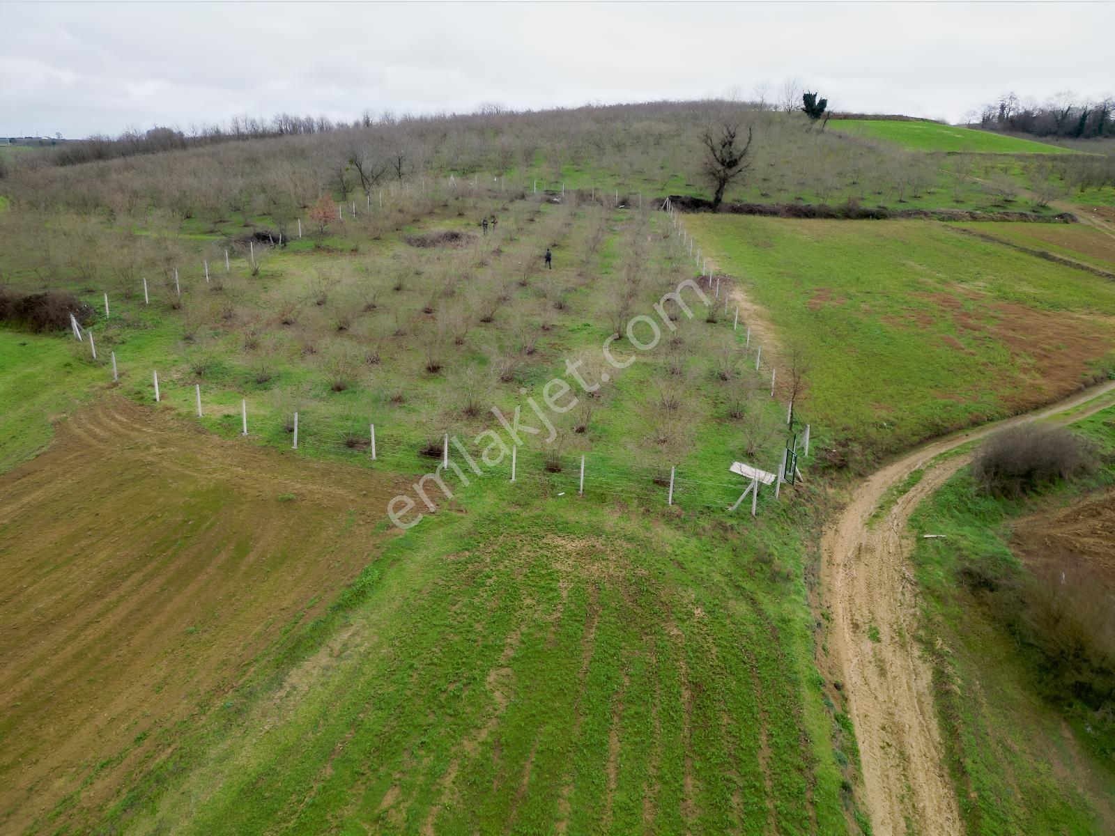 Hocaoğlunda Bakımlı Etrafı Çevrili Satılık 2400 M² Tarla — fotoğraf 19