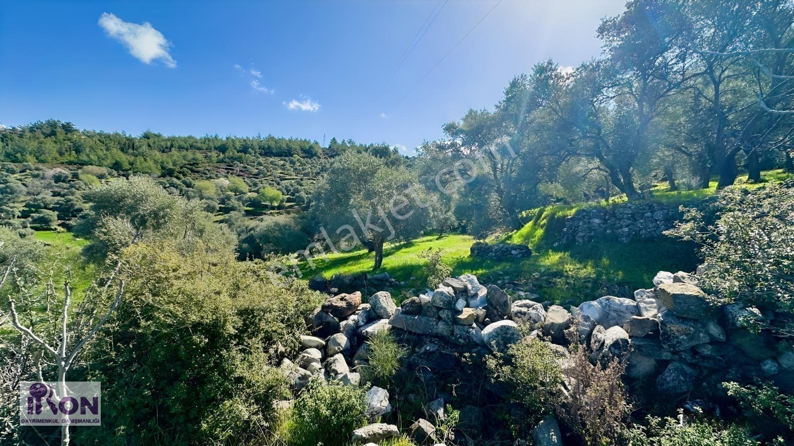Milas Söğütçükte Satılık Yola Cepheli Zeytinlik — fotoğraf 5