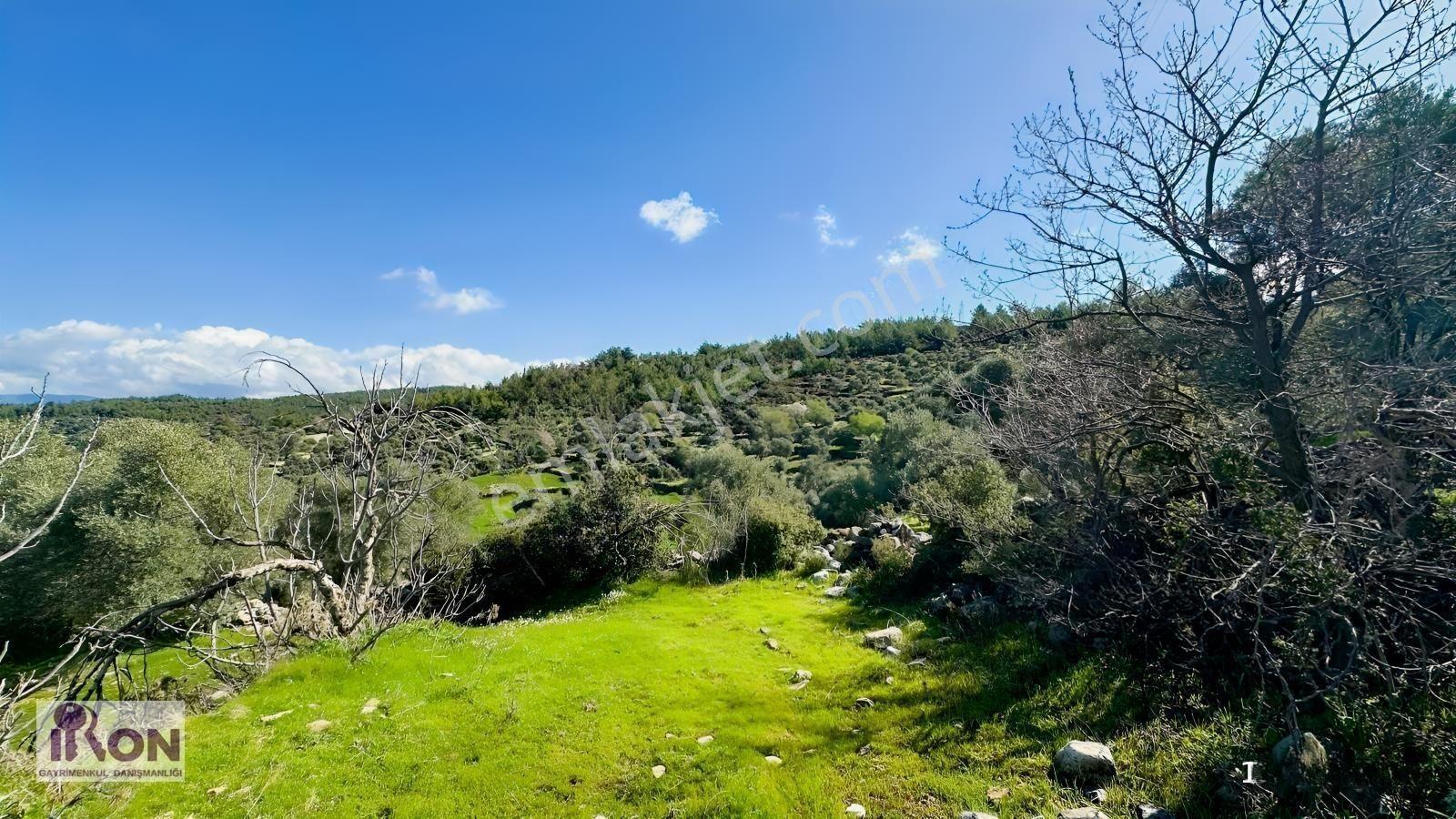 Milas Söğütçükte Satılık Yola Cepheli Zeytinlik — fotoğraf 6