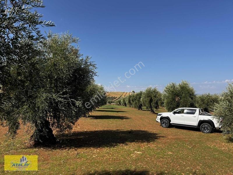 Satlık Kilis Merkez Küzene Köyünde Yatırımlık Zeytinlik Yol Üsdü — fotoğraf 8
