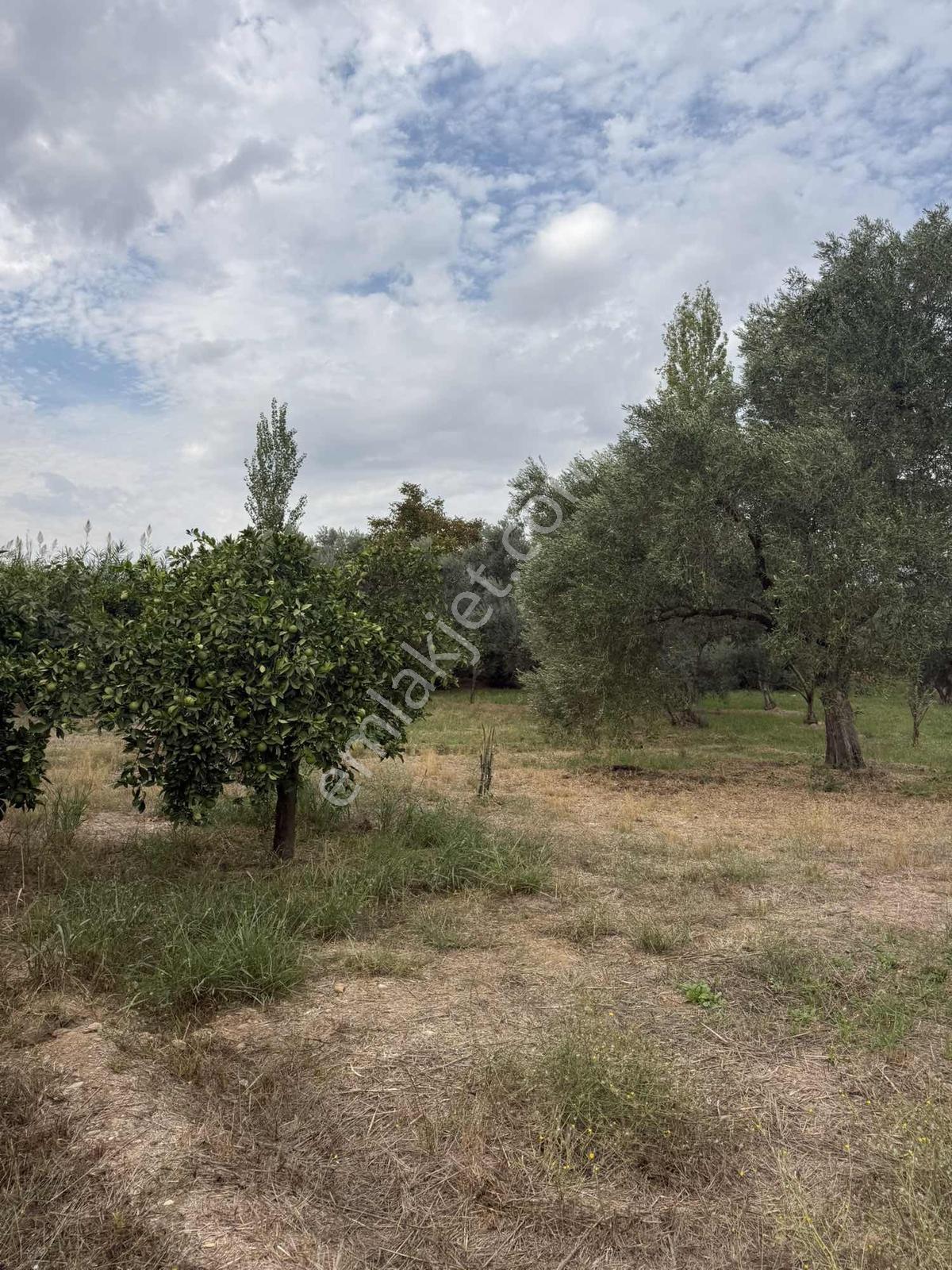 Güzelköy'de 4520 M2 Bahçe, Asvalta Yakın — fotoğraf 5