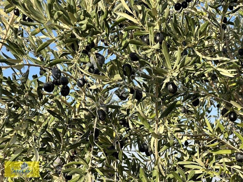 Satlık G.antep Şahinbey Kazıklı Mahellesinde Bag Evlik Yüksek Ko — fotoğraf 2