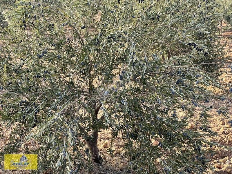 Satlık G.antep Şahinbey Kazıklı Mahellesinde Bag Evlik Yüksek Ko — fotoğraf 4