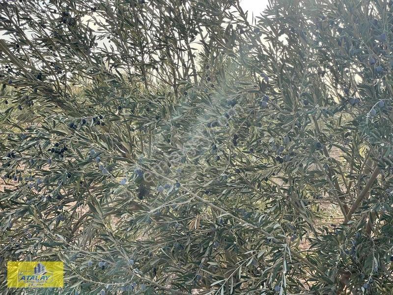 Satlık G.antep Şahinbey Kazıklı Mahellesinde Bag Evlik Yüksek Ko — fotoğraf 5