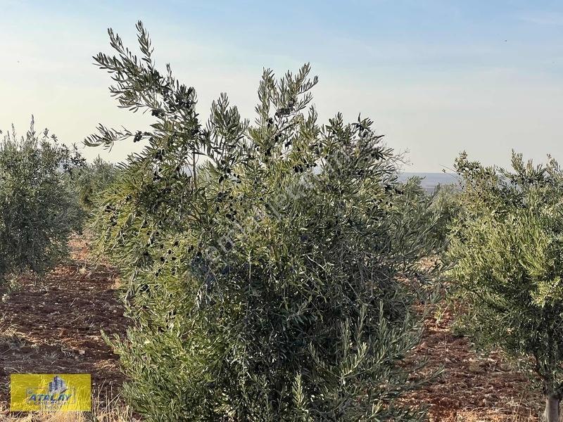 Satlık G.antep Şahinbey Kazıklı Mahellesinde Bag Evlik Yüksek Ko — fotoğraf 7