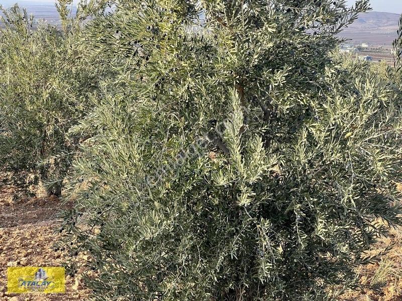 Satlık G.antep Şahinbey Kazıklı Mahellesinde Bag Evlik Yüksek Ko — fotoğraf 8