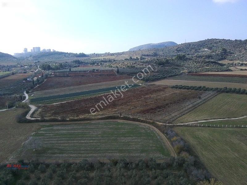 Değirmenderede Satılık 12.400 M² Bağ, Zeytin Ve Ceviz Bahçesi
