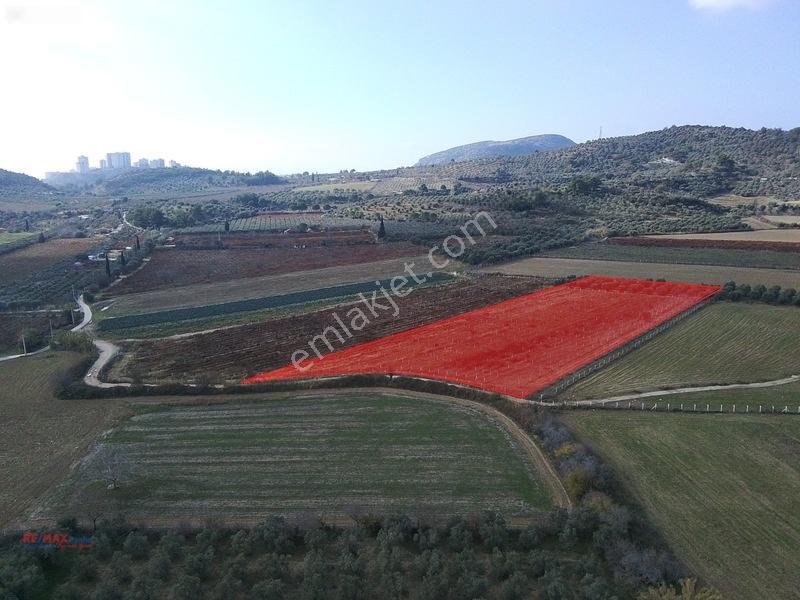 Değirmenderede Satılık 12.400 M² Bağ, Zeytin Ve Ceviz Bahçesi — fotoğraf 2