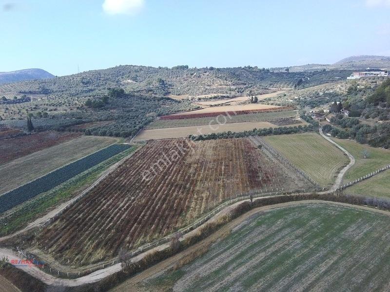 Değirmenderede Satılık 12.400 M² Bağ, Zeytin Ve Ceviz Bahçesi — fotoğraf 3
