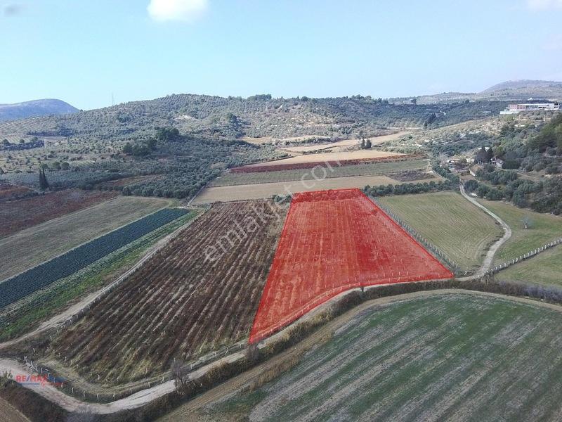 Değirmenderede Satılık 12.400 M² Bağ, Zeytin Ve Ceviz Bahçesi — fotoğraf 4