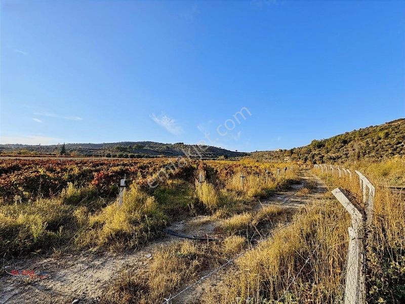 Değirmenderede Satılık 12.400 M² Bağ, Zeytin Ve Ceviz Bahçesi — fotoğraf 6