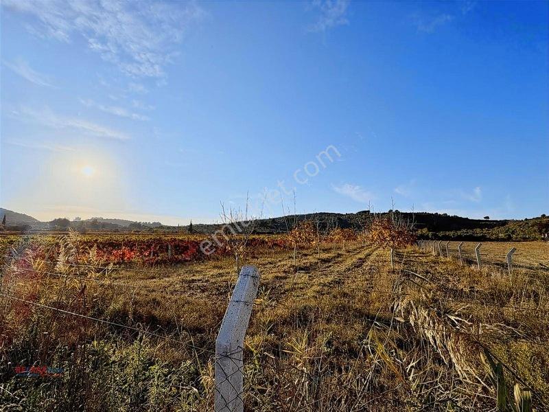 Değirmenderede Satılık 12.400 M² Bağ, Zeytin Ve Ceviz Bahçesi — fotoğraf 8