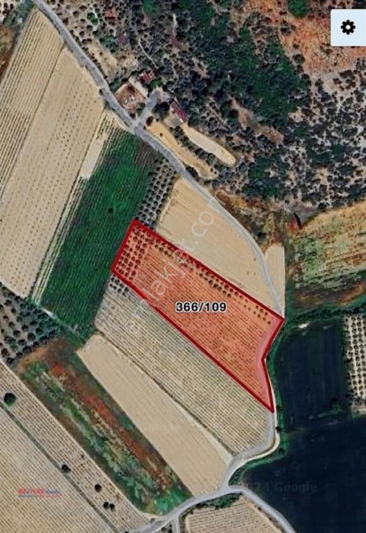 Değirmenderede Satılık 12.400 M² Bağ, Zeytin Ve Ceviz Bahçesi — fotoğraf 12