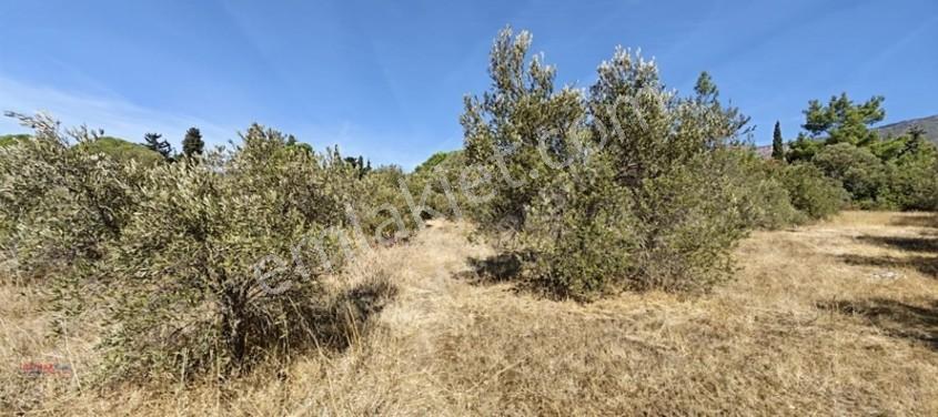 İzmir Gümüldürde Denize 50 Metre Termal Turizm İmarlı Arsa — fotoğraf 35