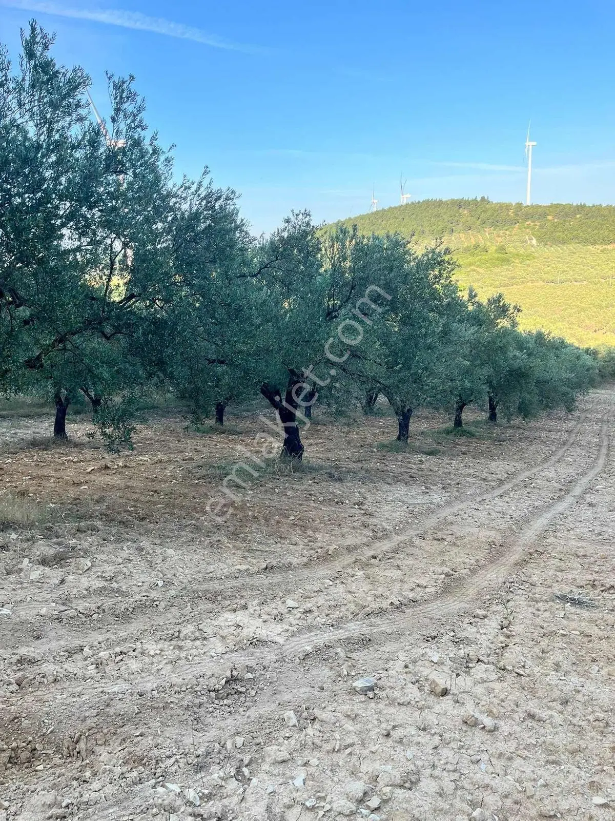 Dehir Emlaktan Aciilll Satılık Bakımlı Zeytinlik