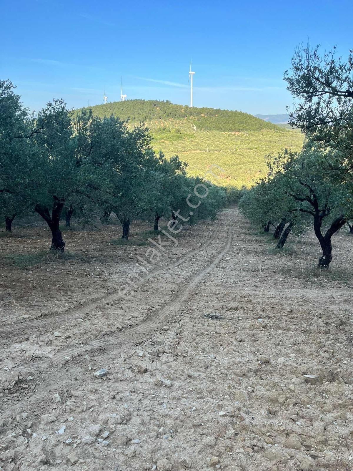 Dehir Emlaktan Aciilll Satılık Bakımlı Zeytinlik — fotoğraf 9