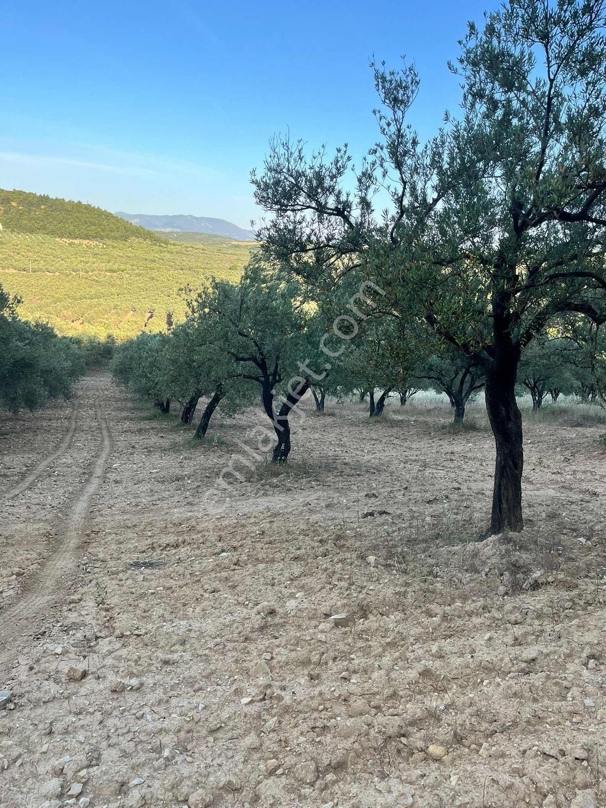 Dehir Emlaktan Aciilll Satılık Bakımlı Zeytinlik — fotoğraf 11