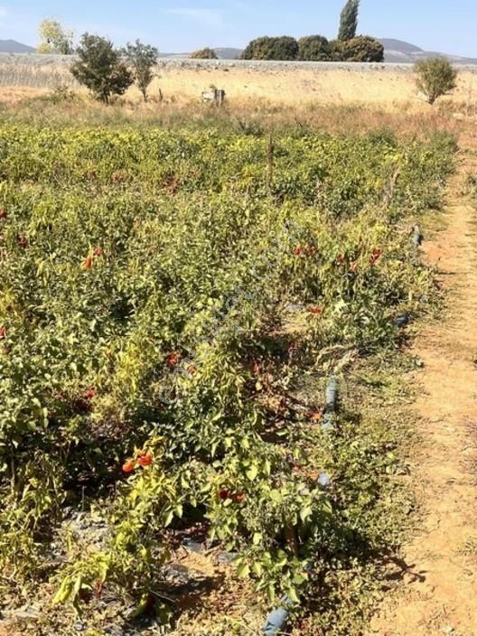 Banaz Hamambogazı Yolunda 9900 M2 Ev Ve Ahır — fotoğraf 3