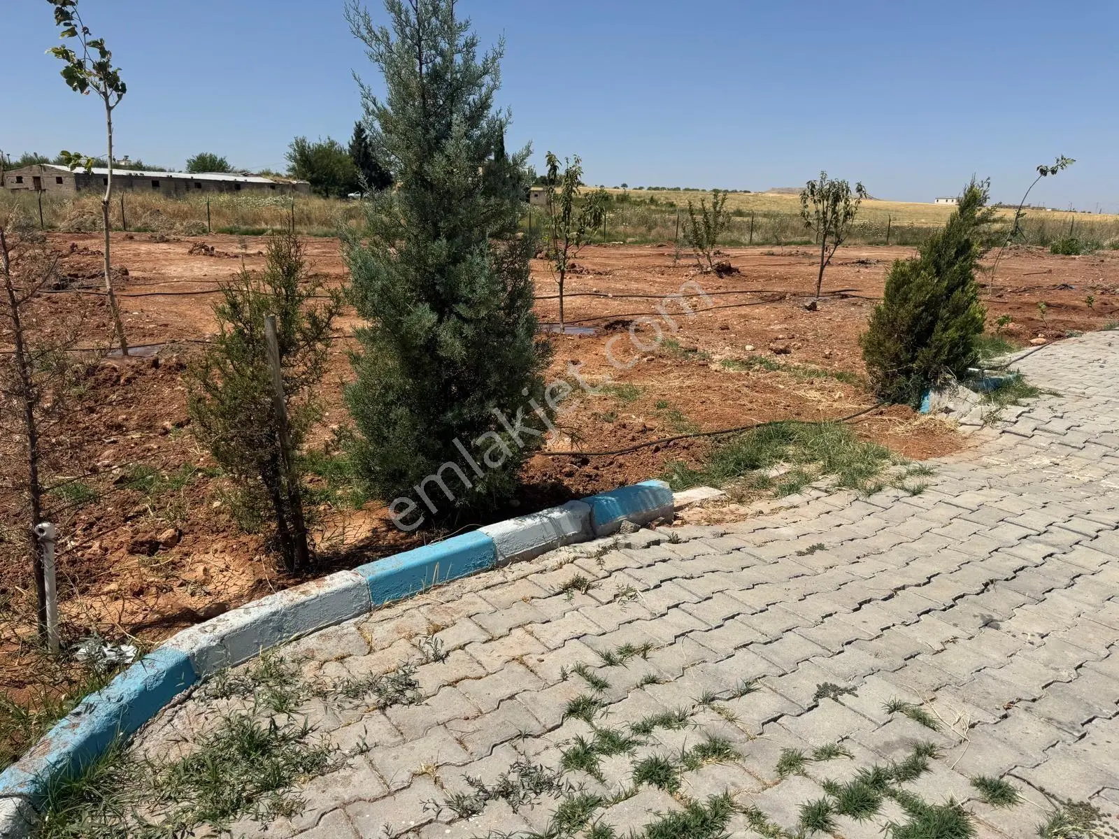Cadde 17 Emlak`tan Satılık Tek Tapu Meyve Bahçesi — fotoğraf 5