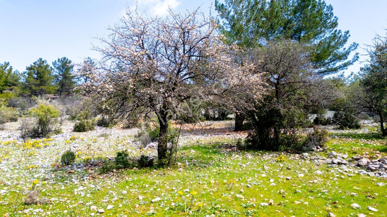 Muğla Menteşe Çiftlik Mahallesi'nde 18400 M2 Satılık Arazi — fotoğraf 3