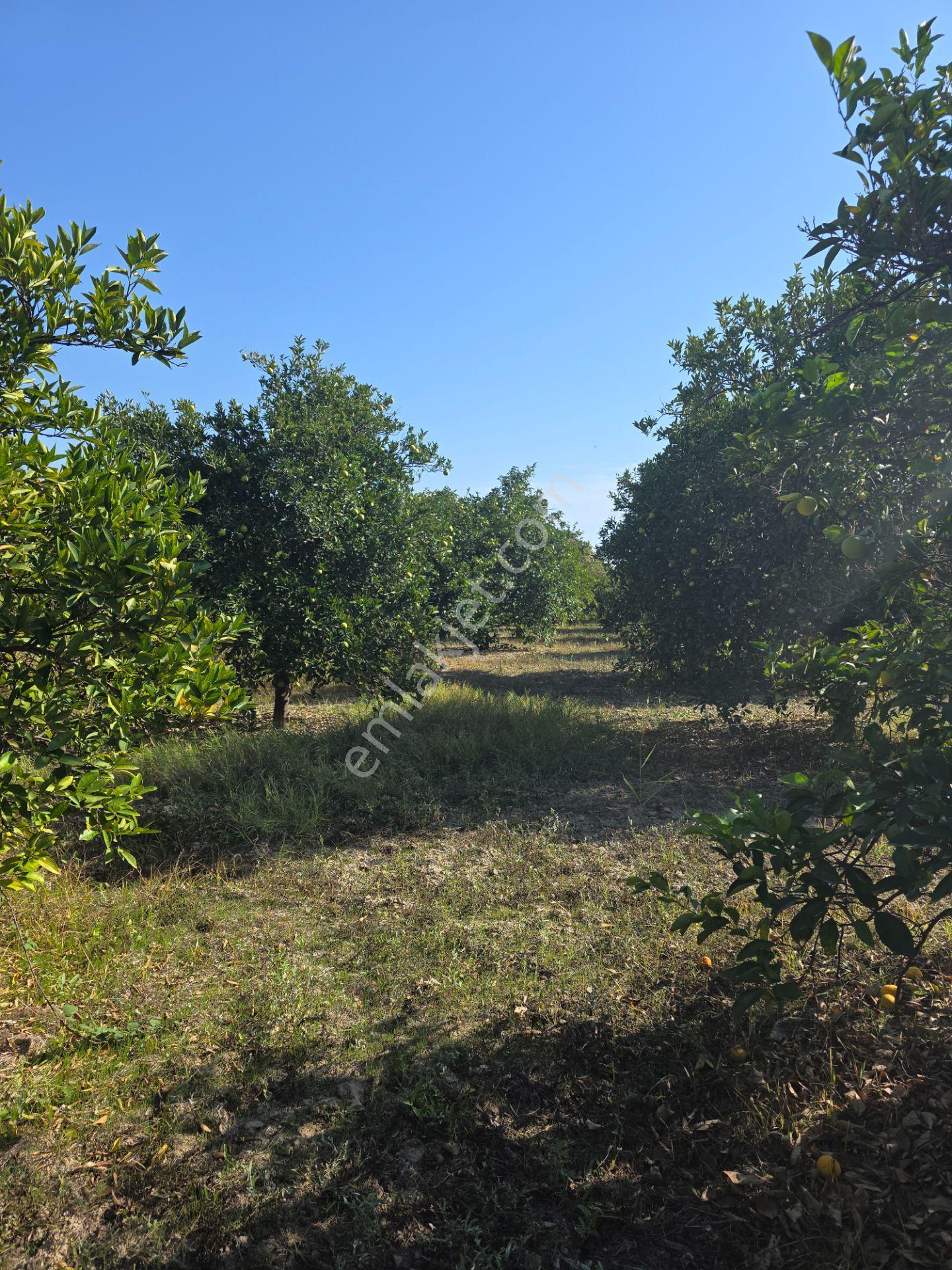 Yolcu Gayrimenkul'dan Satılık 6329 M2 Tarla — fotoğraf 26