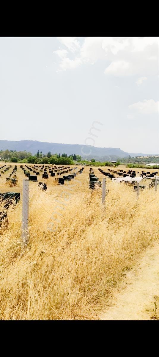 Antalya Aksu Karaözde Satılık Fırsat Tarla — fotoğraf 3