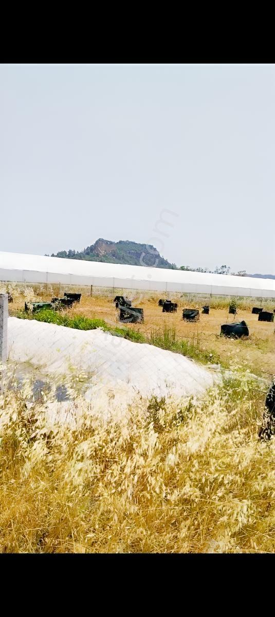 Antalya Aksu Karaözde Satılık Fırsat Tarla — fotoğraf 6