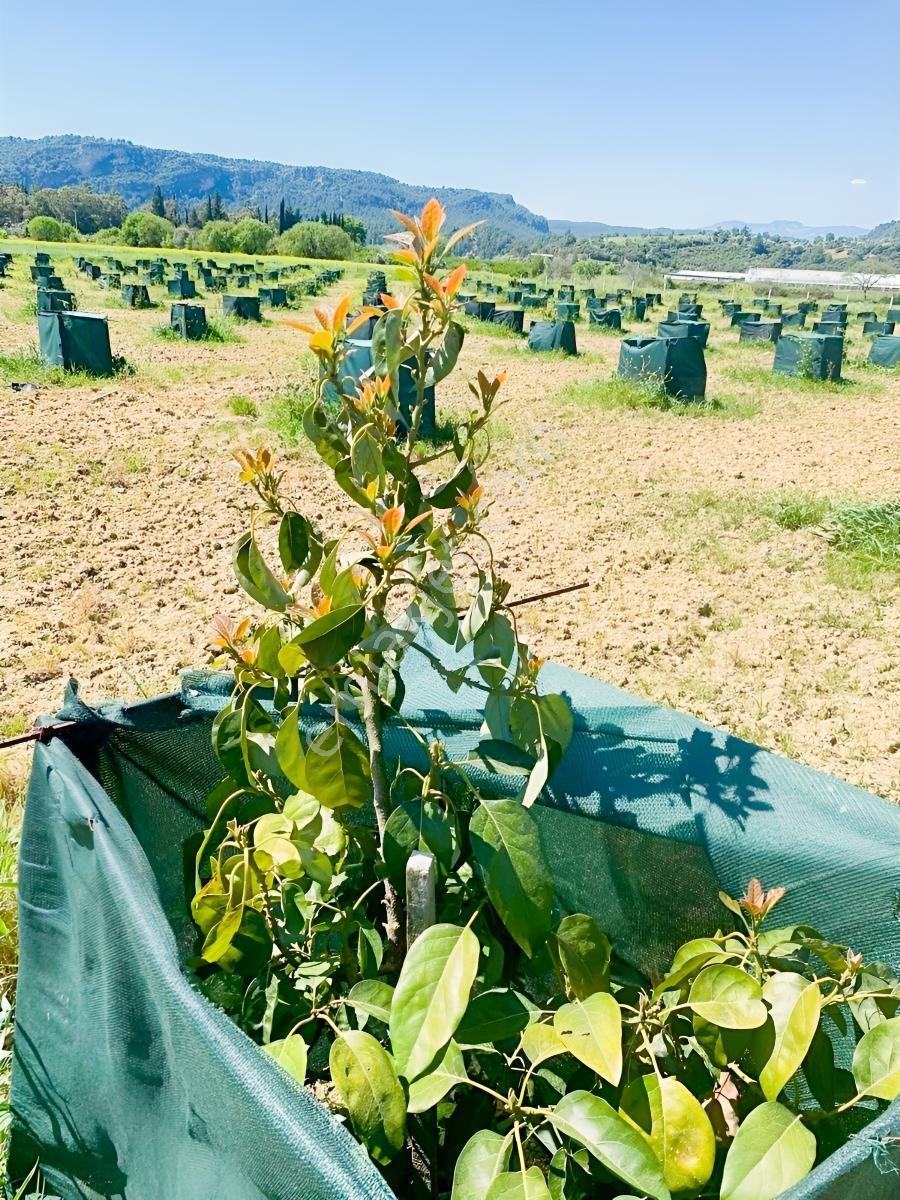 Antalya Aksu Karaözde Satılık Fırsat Tarla — fotoğraf 9