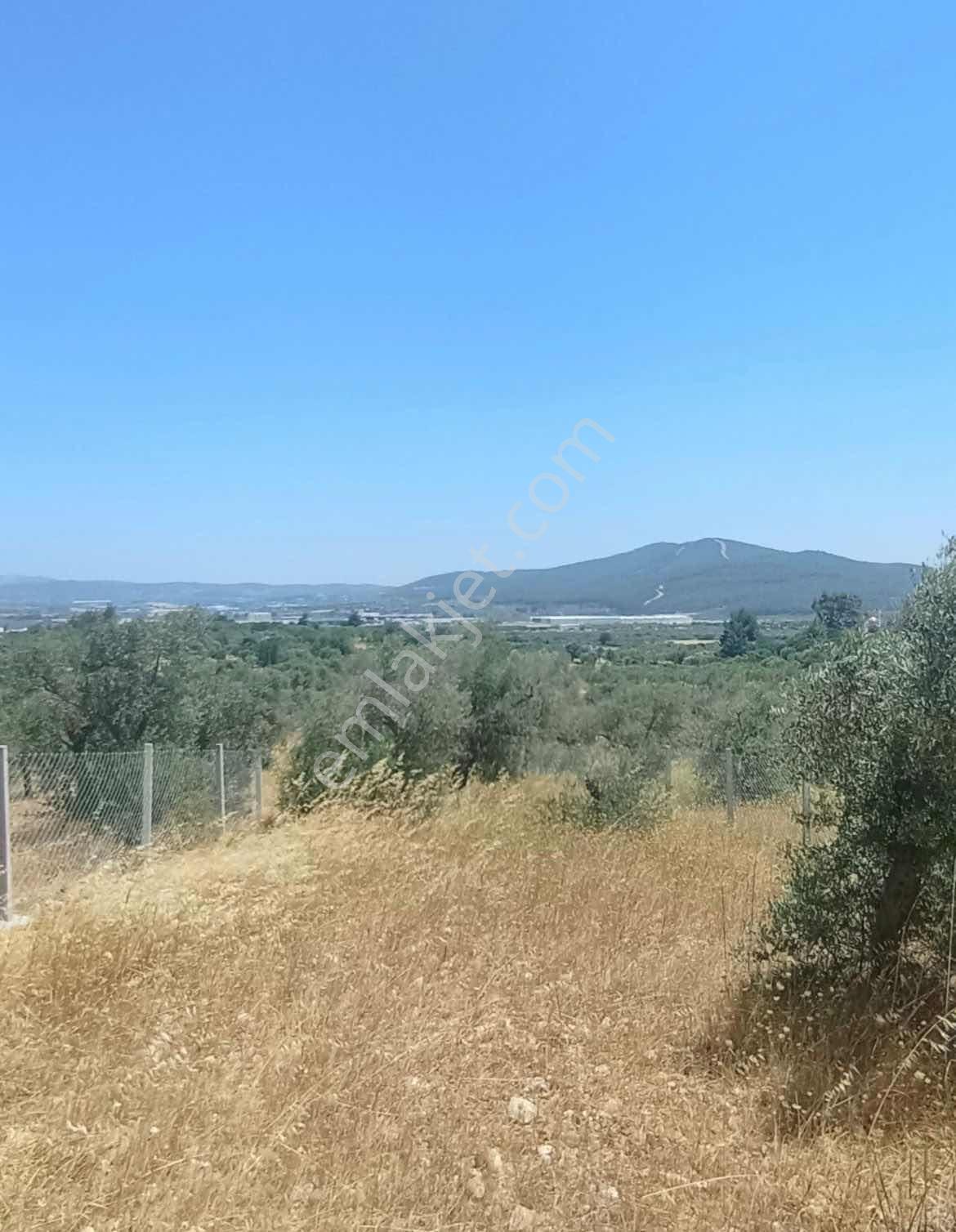 Torbalı Çapakda 1134 M2 Satılık Bahçe — fotoğraf 2