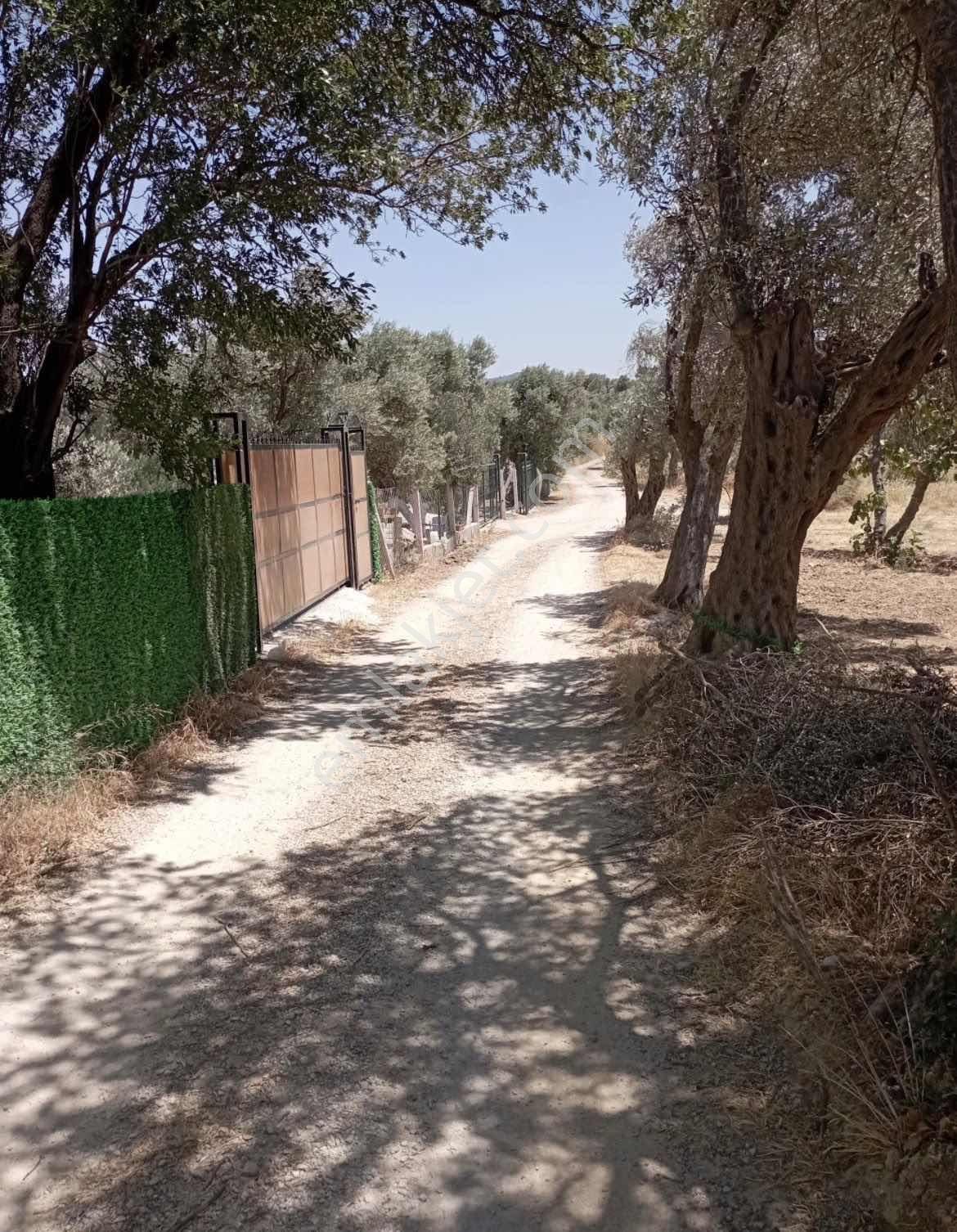 Torbalı Çapakda 1134 M2 Satılık Bahçe — fotoğraf 3