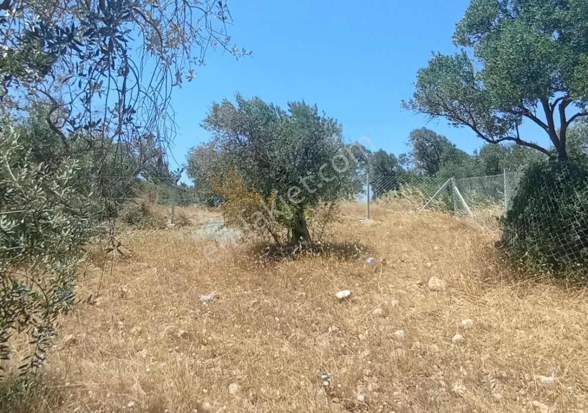 Torbalı Çapakda 1134 M2 Satılık Bahçe — fotoğraf 6
