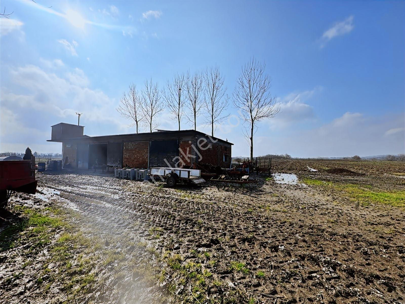 Sakarya 182 Dönüm Müstakıl Parsel Satılık Büyük Arazı Tarla — fotoğraf 2