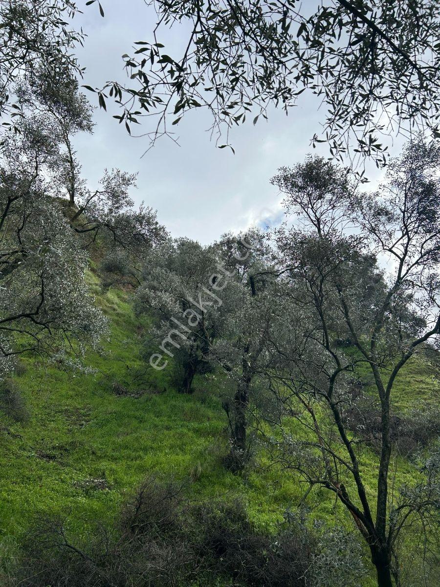 Yatırıma Uygun Fırsat Zeytinlik — fotoğraf 6