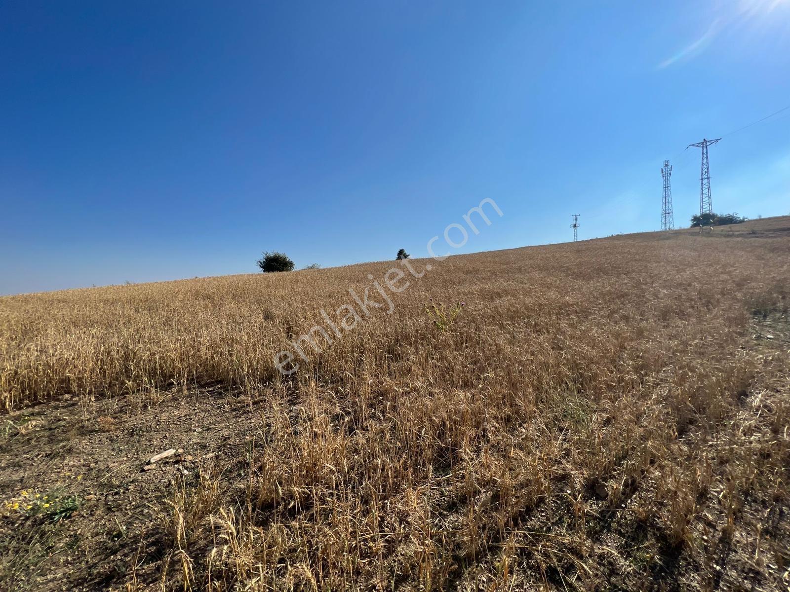 Bess'den Karaçobançınarı'nda 11.599m2 Satılık Tarla — fotoğraf 5