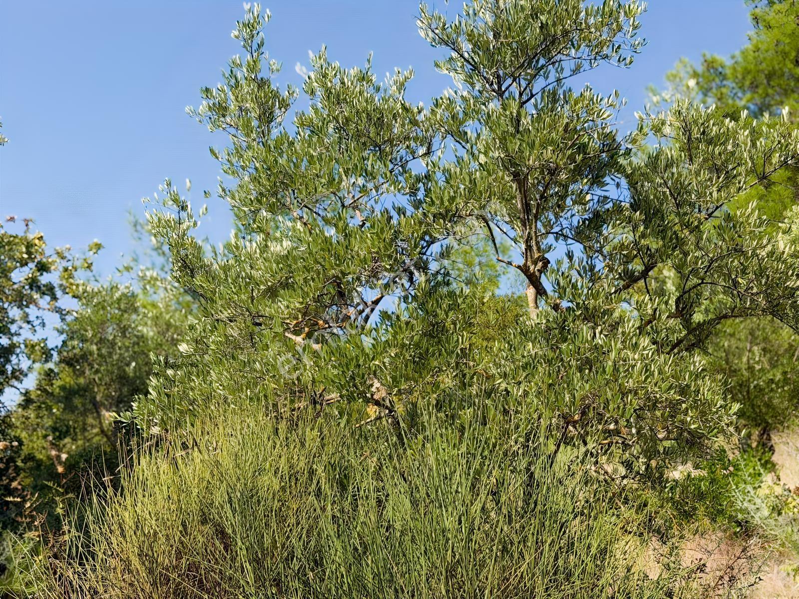 Yayladağı Yoncakayada 3 Dönüm Satılık Zeytin Bahçesi! — fotoğraf 2